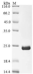 Greater than 90% as determined by SDS-PAGE.Recombinant Human Recq-Like Dna Helicase Blm (BLM) Protein (His)