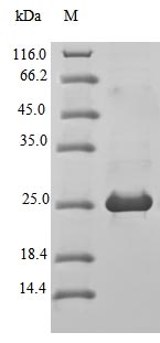 Greater than 90% as determined by SDS-PAGE.Recombinant Mouse Bloom Syndrome Protein Homolog (BLM) Protein (His&MYC)