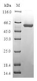 Greater than 90% as determined by SDS-PAGE.