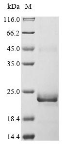Greater than 90% as determined by SDS-PAGE.Recombinant Human Bone Morphogenetic Protein 15 (BMP15) Protein (His&Myc)