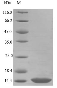 Greater than 85% as determined by SDS-PAGE.Recombinant Mouse Bone Morphogenetic Protein 3 (BMP3) Protein (His)