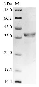 Greater than 85% as determined by SDS-PAGE.Recombinant Bovine Bone Morphogenetic Protein 4 (BMP4) Protein (GST)