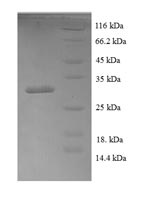 Greater than 90% as determined by SDS-PAGE.Recombinant Human Bone Morphogenetic Protein 4 (BMP4) Protein (His-SUMO)