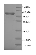 Greater than 90% as determined by SDS-PAGE.
