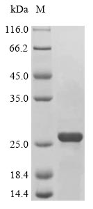 Greater than 85% as determined by SDS-PAGE.Recombinant Mouse Bcl2/Adenovirus E1B 19 Kda Protein-Interacting Protein 3 (BNIP3) Protein (His)