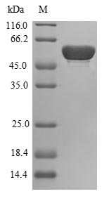 Greater than 90% as determined by SDS-PAGE.