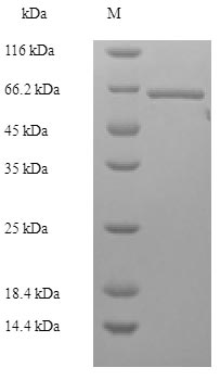 Greater than 90% as determined by SDS-PAGE.Recombinant Human Lys-63-Specific Deubiquitinase Brcc36 (BRCC3) Protein (His-GST)