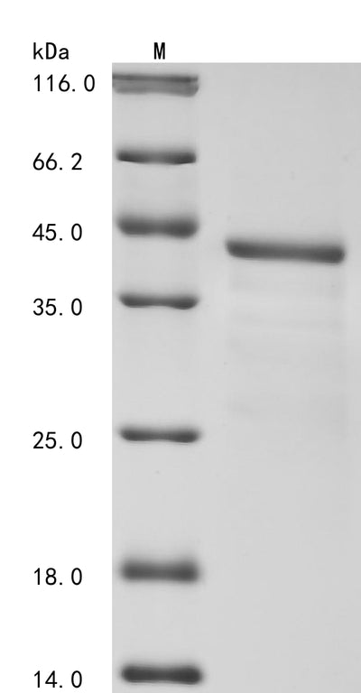 Greater than 85% as determined by SDS-PAGE.