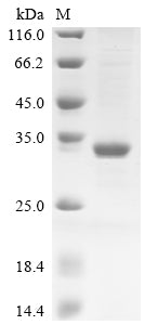 Greater than 85% as determined by SDS-PAGE.Recombinant Bovine Butyrophilin Subfamily 1 Member A1 (BTN1A1) Protein (His&Myc)