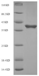 Greater than 90% as determined by SDS-PAGE.