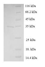 Greater than 90% as determined by SDS-PAGE.