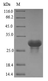 Greater than 85% as determined by SDS-PAGE.Recombinant Human Complement C1Q Subcomponent Subunit A (C1QA) Protein (His&Myc)