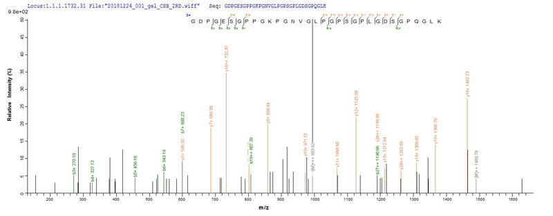 Based on the SEQUEST from database of E.coli host and target protein, the LC-MS/MS Analysis result of this product could indicate that this peptide derived from E.coli-expressed Mus musculus (Mouse) C1qa.Recombinant Mouse Complement C1Q Subcomponent Subunit A (C1QA) Protein (His-SUMO)