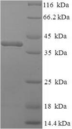 Greater than 90% as determined by SDS-PAGE.Recombinant Mouse Complement C1Q Subcomponent Subunit A (C1QA) Protein (His-SUMO)