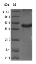 Greater than 90% as determined by SDS-PAGE.