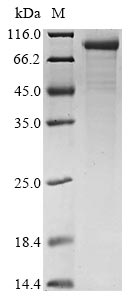 Greater than 85% as determined by SDS-PAGE.