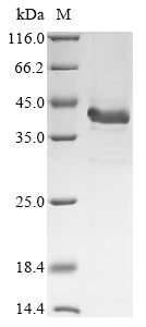 Greater than 85% as determined by SDS-PAGE.Recombinant Mouse Complement C4-B (C4B) Protein (His&Myc)