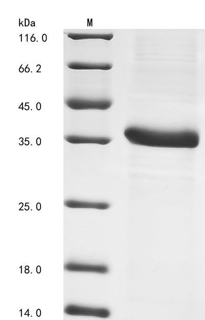 Greater than 90% as determined by SDS-PAGE.