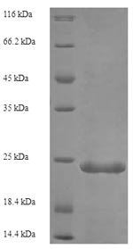 Greater than 90% as determined by SDS-PAGE.