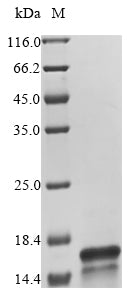 Greater than 85% as determined by SDS-PAGE.Recombinant Rat Complement C5 (C5) Protein (His&Myc)