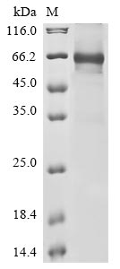 Greater than 85% as determined by SDS-PAGE.