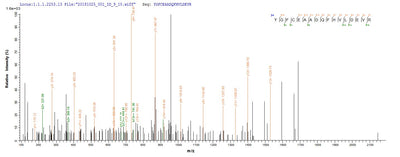 Based on the SEQUEST from database of E.coli host and target protein, the LC-MS/MS Analysis result of this product could indicate that this peptide derived from E.coli-expressed Homo sapiens (Human) C8G.
