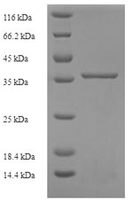 Greater than 90% as determined by SDS-PAGE.