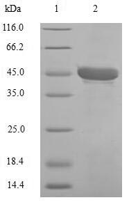 Greater than 90% as determined by SDS-PAGE.Recombinant Human Carbonic Anhydrase 1 (CA1) Protein (His-SUMO)