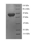 Greater than 90% as determined by SDS-PAGE.