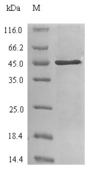 Greater than 90% as determined by SDS-PAGE.
