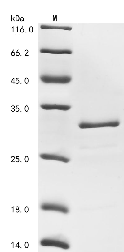 Greater than 85% as determined by SDS-PAGE.