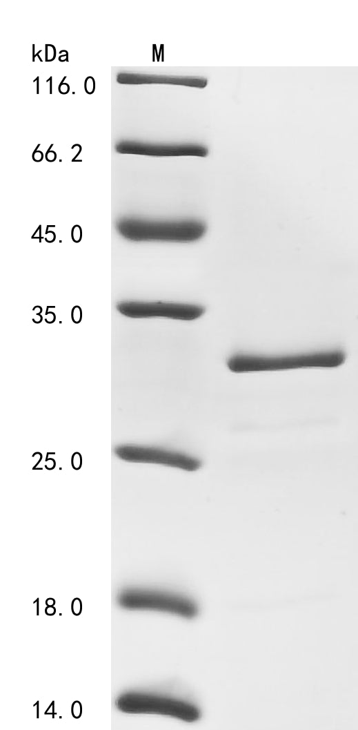 Greater than 85% as determined by SDS-PAGE.