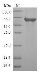 Greater than 90% as determined by SDS-PAGE.