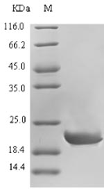 Greater than 90% as determined by SDS-PAGE.