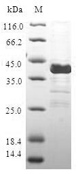 Greater than 90% as determined by SDS-PAGE.Recombinant Human Calcitonin Gene-Related Peptide 2 (CALCB) Protein (GST)