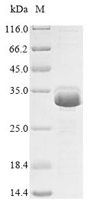 Greater than 85% as determined by SDS-PAGE.