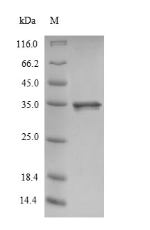Greater than 85% as determined by SDS-PAGE.