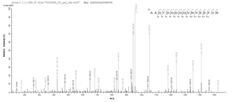 Based on the SEQUEST from database of E.coli host and target protein, the LC-MS/MS Analysis result of this product could indicate that this peptide derived from E.coli-expressed Homo sapiens (Human) CALML3.Recombinant Human Calmodulin-Like Protein 3 (CALML3) Protein (GST)