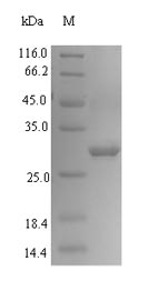 Greater than 90% as determined by SDS-PAGE.