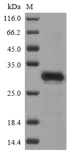 Greater than 85% as determined by SDS-PAGE.