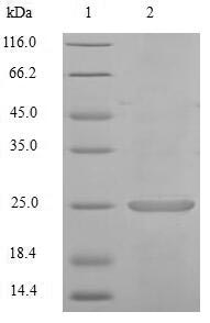 Greater than 90% as determined by SDS-PAGE.