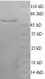 Greater than 90% as determined by SDS-PAGE.