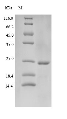 Greater than 90% as determined by SDS-PAGE.Recombinant Human Cathelicidin Antimicrobial Peptide (CAMP) Protein (His-SUMO&Myc)