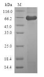 Greater than 90% as determined by SDS-PAGE.