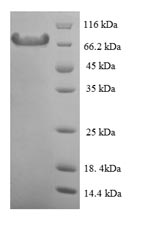 Greater than 90% as determined by SDS-PAGE.Recombinant Mouse Calpain-1 Catalytic Subunit (CAPN1) Protein (His)