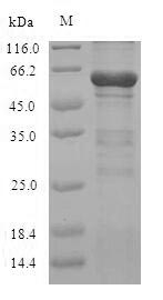 Greater than 90% as determined by SDS-PAGE.