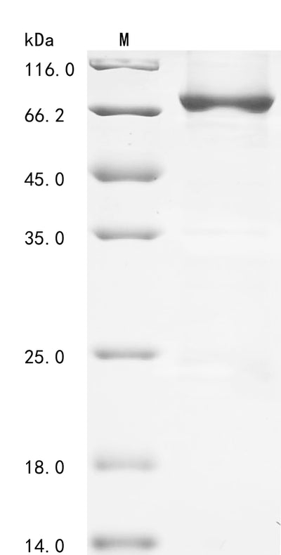 Greater than 85% as determined by SDS-PAGE.