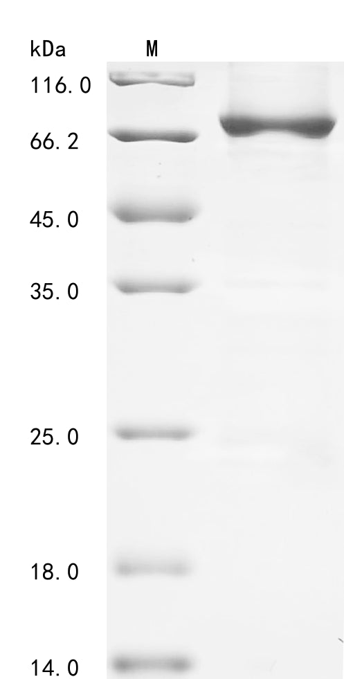 Greater than 85% as determined by SDS-PAGE.