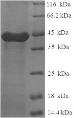 Greater than 90% as determined by SDS-PAGE.Recombinant Human Calpain Small Subunit 1 (CAPNS1) Protein (His-SUMO)