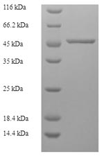 Greater than 90% as determined by SDS-PAGE.Recombinant Human F-Actin-Capping Protein Subunit Alpha-2 (CAPZA2) Protein (His-SUMO)